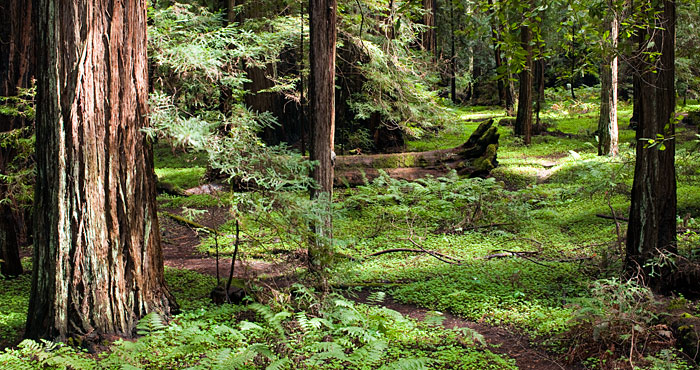 Montgomery Woods State Natural Reserve