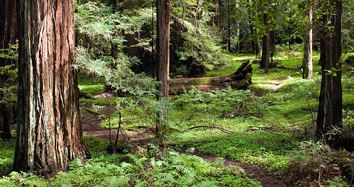 Montgomery Woods State Natural Reserve