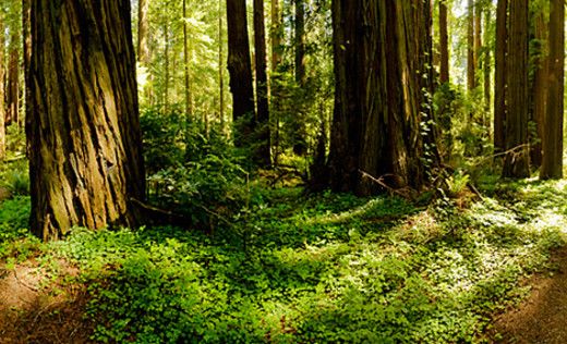 Grizzly Creek Redwoods State Park