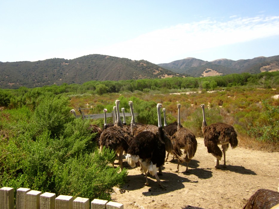 Ostrich Land