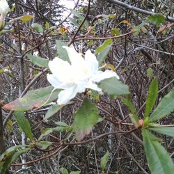 Azalea State Natural Reserve