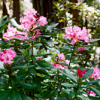 Kruse Rhododendron State Natural Reserve