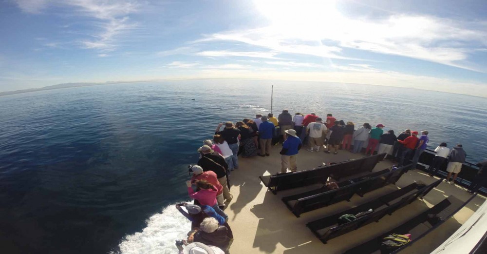 Whale Watching in San Diego