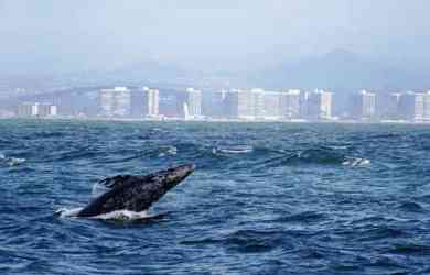 Whale Watching in San Diego