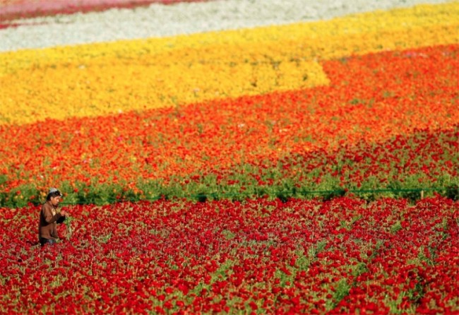 Carlsbad Flower Fields