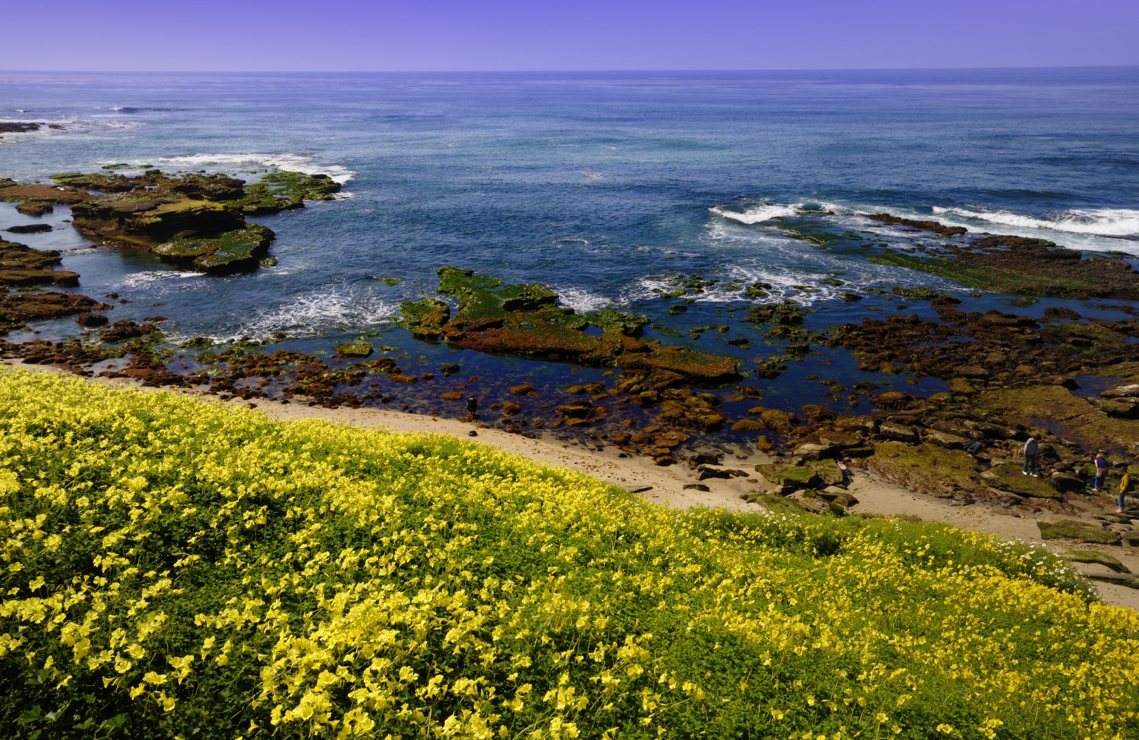 La Jolla Tide Pools California Beaches
