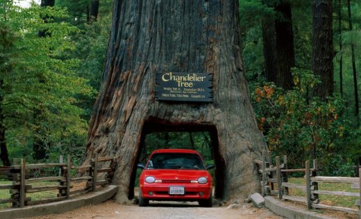 Chandelier Drive-Thru Tree Park
