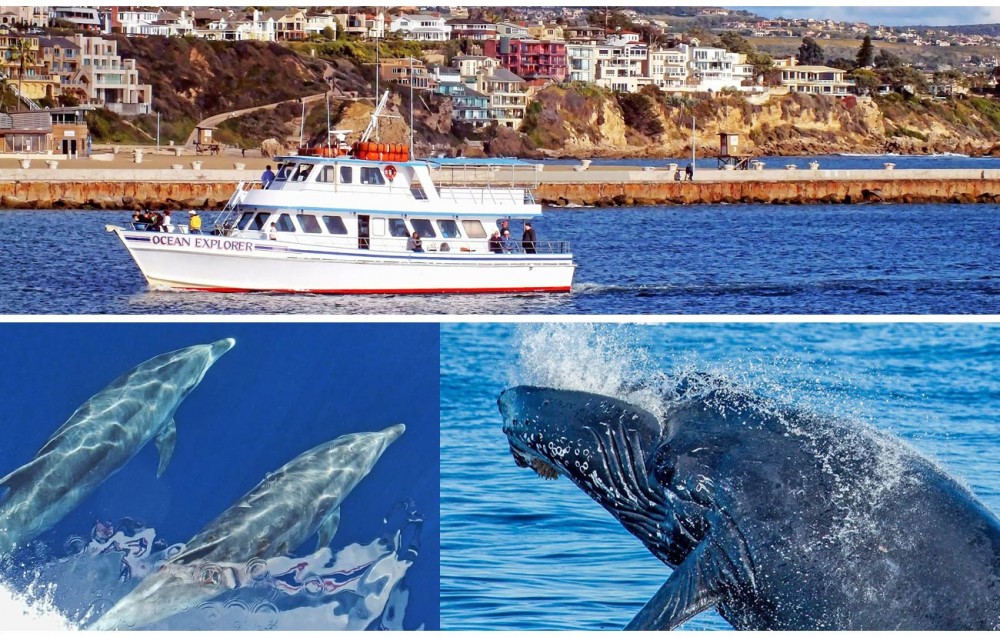 Whale Watching in San Diego