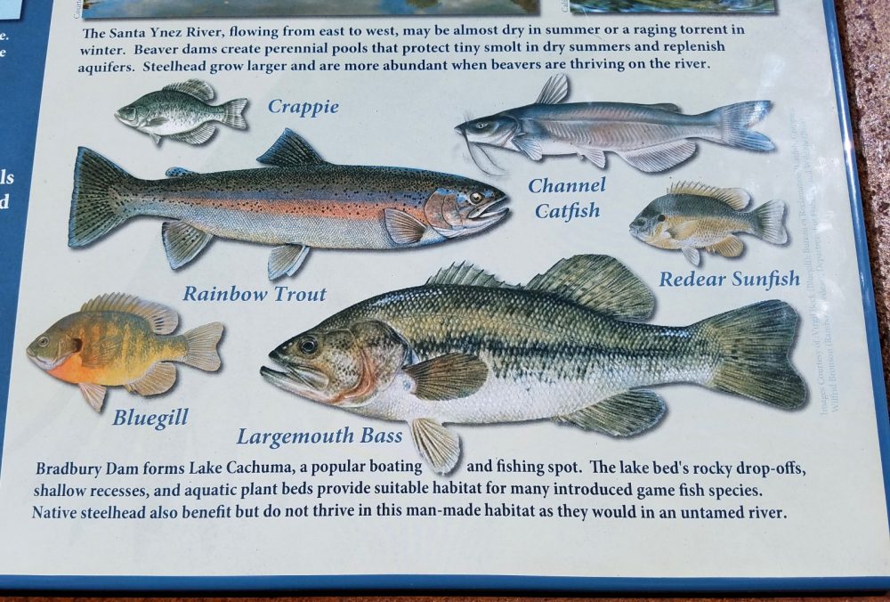 Lake Cachuma Santa Barbara Ca California Beaches Lake Cachuma Santa Barbara Ca California Beaches