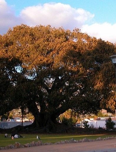 Moreton Bay Fig Tree, CA California Beaches