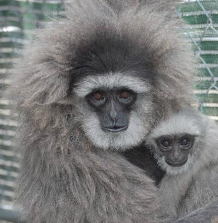 Gibbon Conservation Center