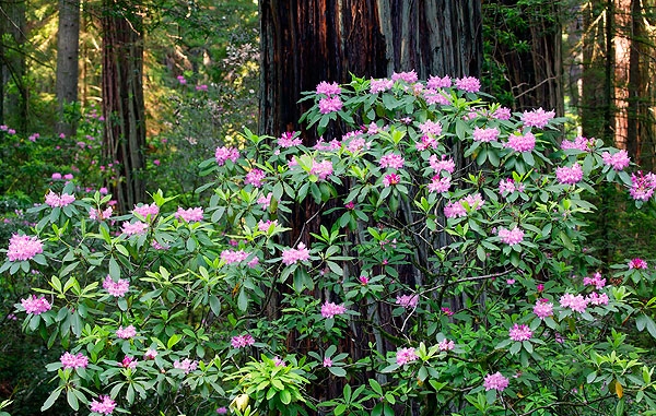 kruse-rhododendron-state-natural-reserrve-jenner-rhodies