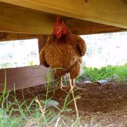 The Gentle Barn