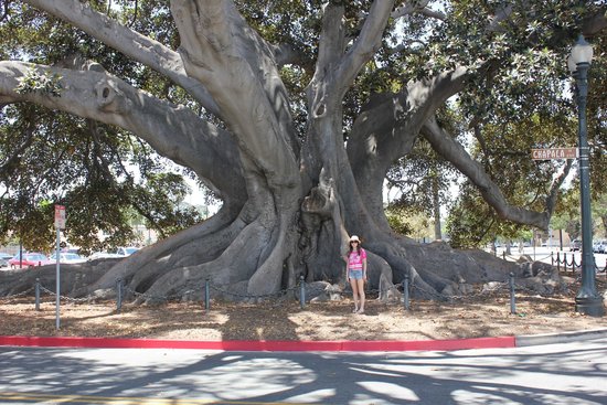 kubiske Theseus stege Moreton Bay Fig Tree, Santa Barbara, CA - California Beaches
