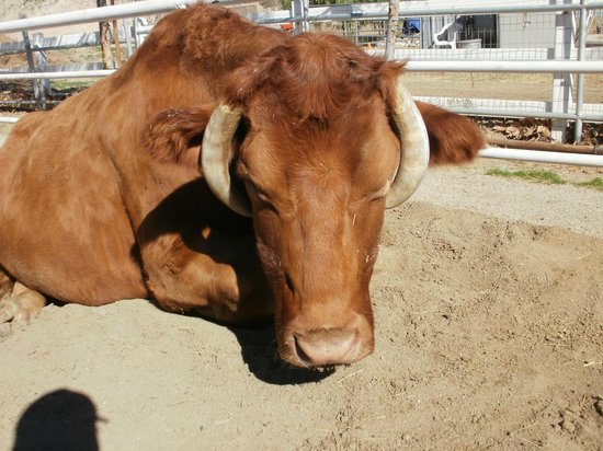 The Gentle Barn