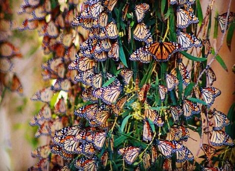 Santa Cruz Monarch Butterfly Grove