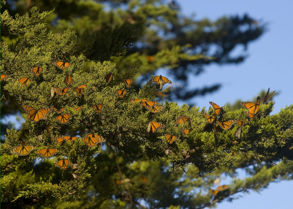Santa Cruz Monarch Butterfly Grove