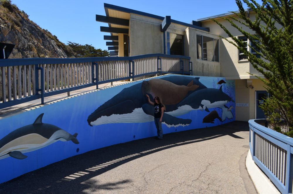 Hanging from the ceiling are birds, fish and skeletons of marine mammals. Museum of Natural History, Morro Bay, CA California Beaches