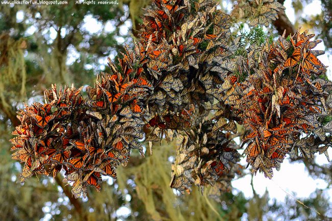 Pacific Grove Monarch Butterfly Sanctuary, Pacific Grove, CA - California Beaches