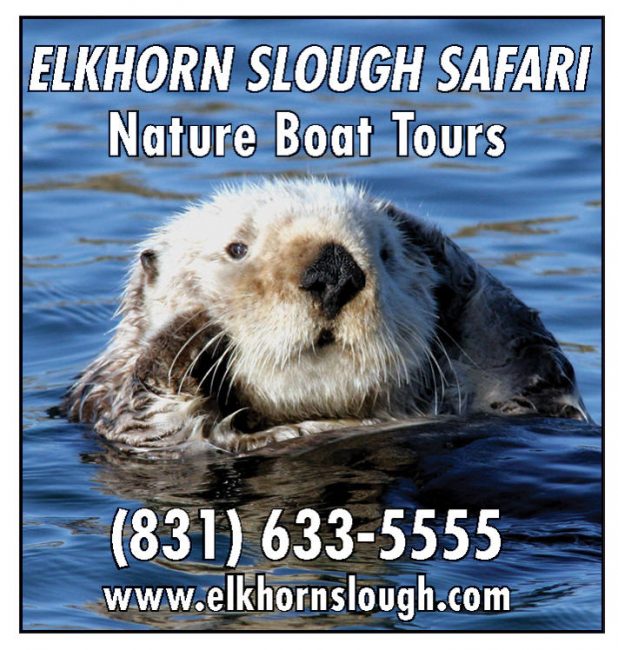 Elkhorn Slough Safari