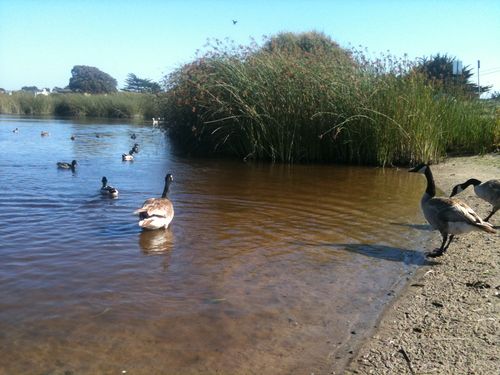 Locke-Paddon Wetland Community Park