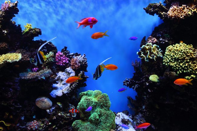 tropical-fish-at-monterey-bay-aquarium-7860158820