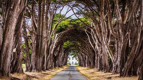 Point Reyes Cypress Tree Tunnel