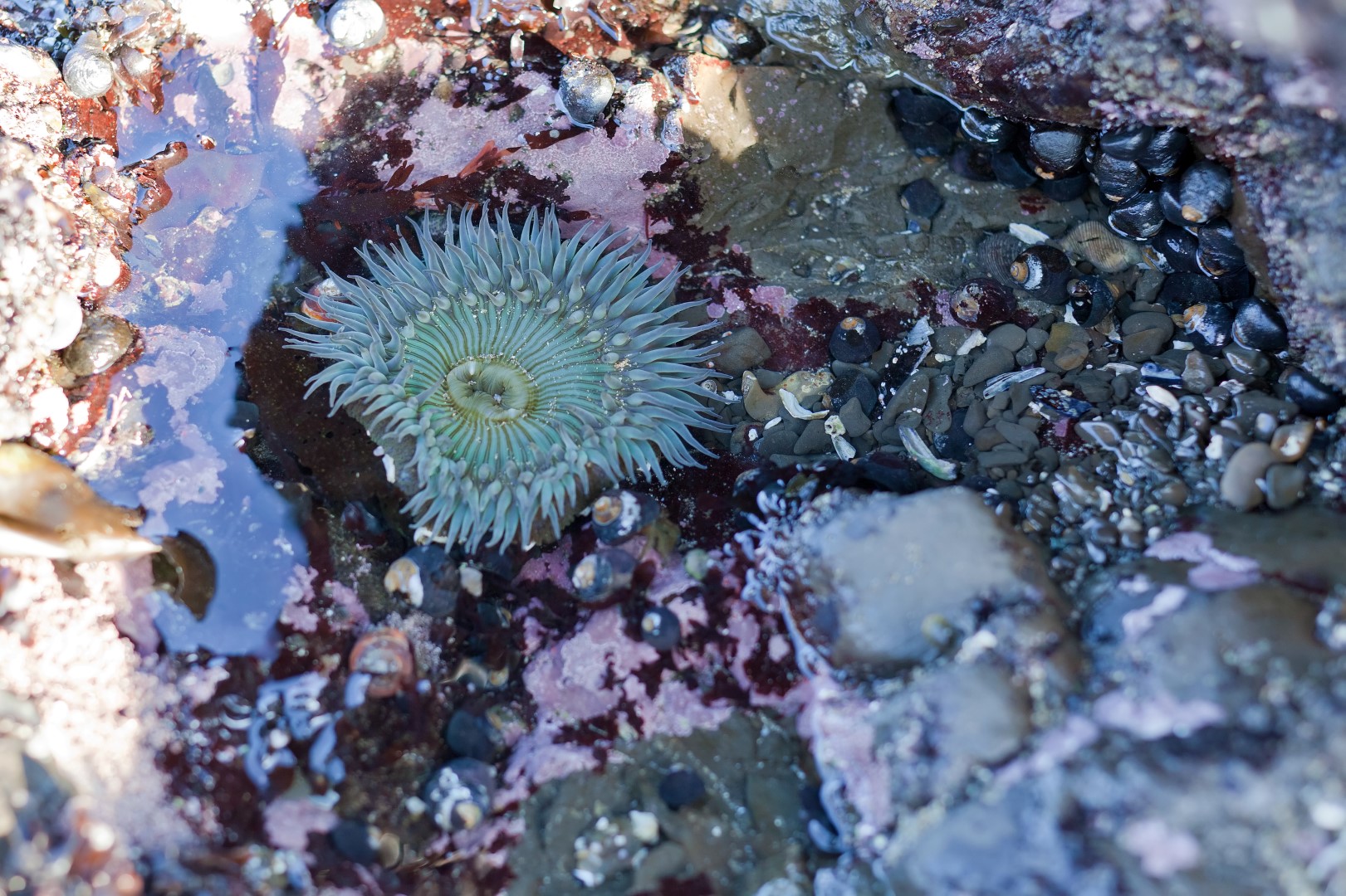 Calif Tidepool and Nearshore Fishes of California 