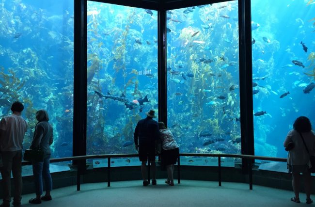 MONTEREY - MARCH 2: Visitors view fish in the Kelp Forest tank a