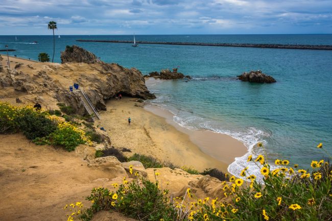 Yellow Flowers And View Of A Beach In Corona Del Mar, California