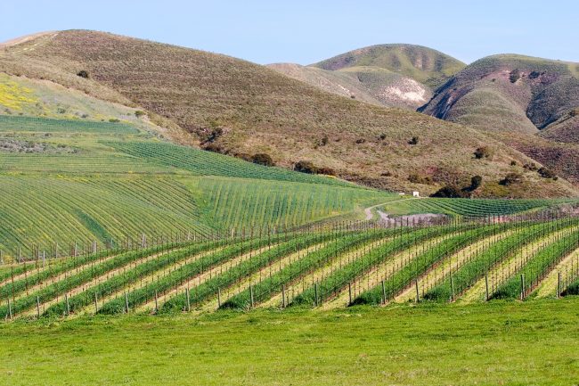 California Winery In Santa Ynez Valley