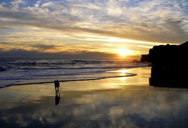 Dog running on the beach in Santa Cruz.