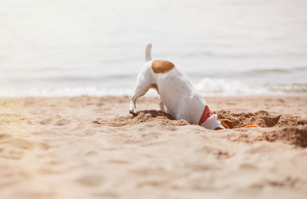 Dog Friendly Beaches in California 