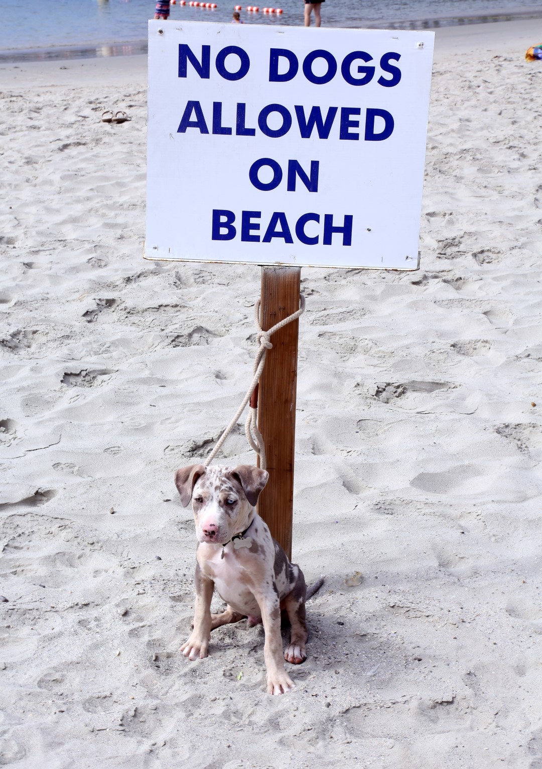 A cute dog tied to a No Dogs Allowed On Beach sign.