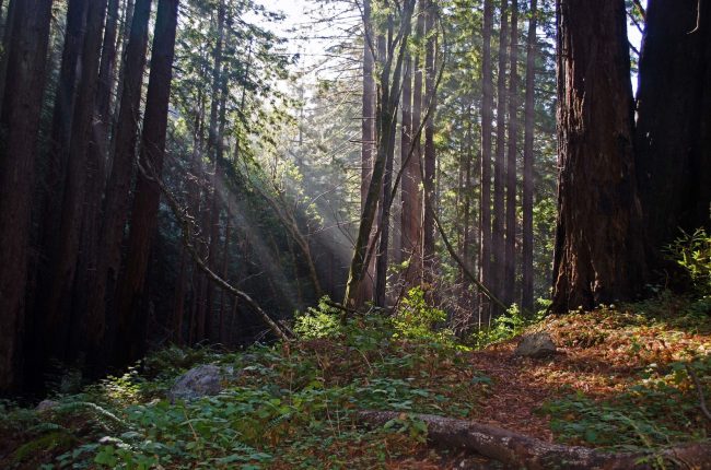 Coast redwoods along Hare Creek Trail