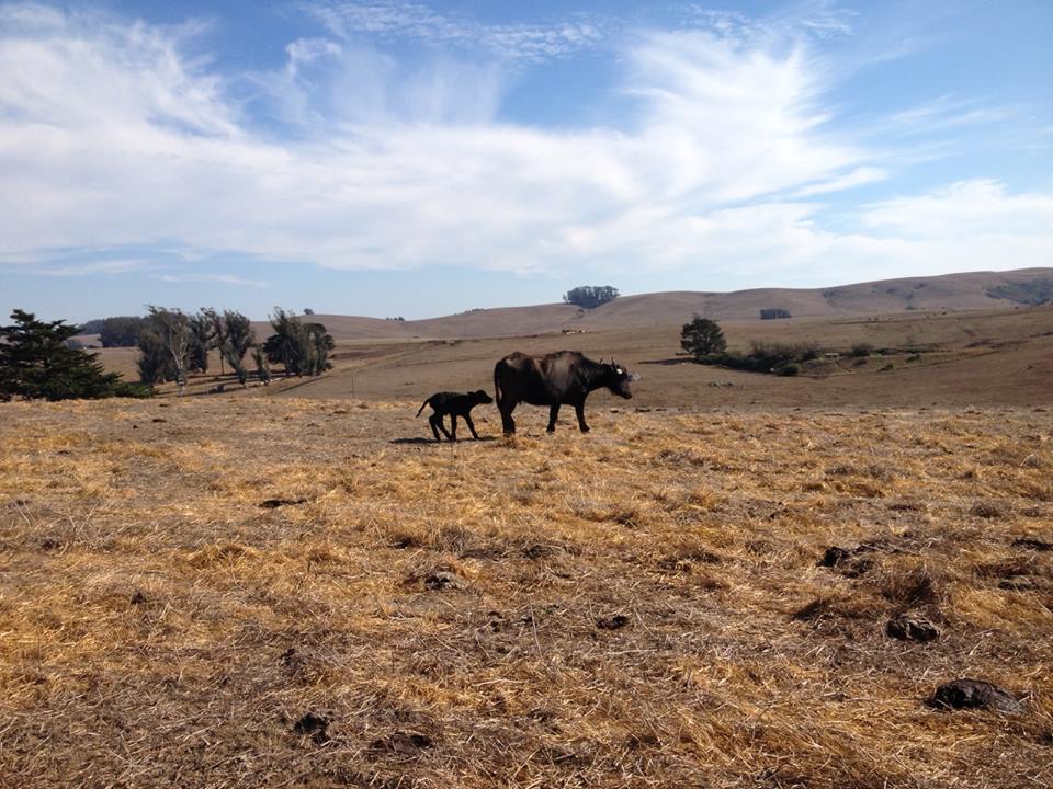 Tomales California a Relaxing Getaway Destination
