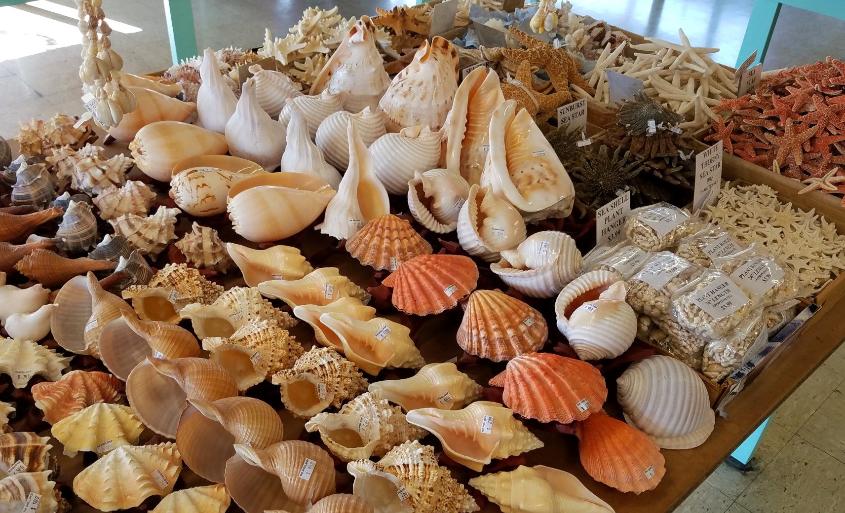 The Shell Shop, Morro Bay, CA California Beaches