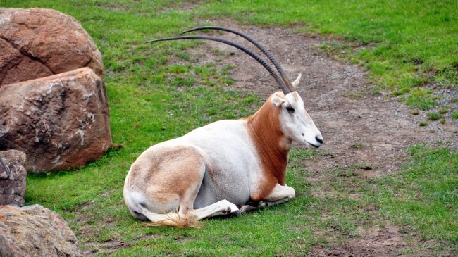 bigs-San Francisco Zoo Scimitar-Horned-Oryx-Extinct in Wild-E1 (Large)