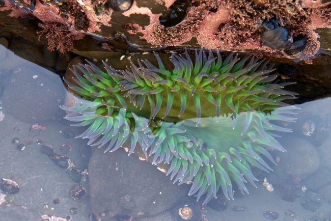 bigs-Green Sea Anemone tide pools california-26 (Large)