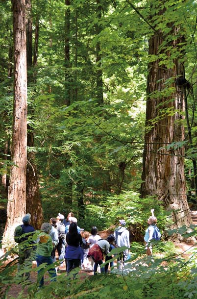 Purisima Creek Redwoods Preserve