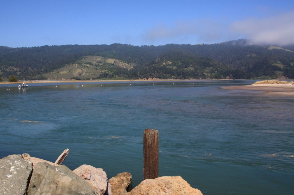 Bolinas Lagoon Seals and Birdwatching, Stinson Beach, CA California