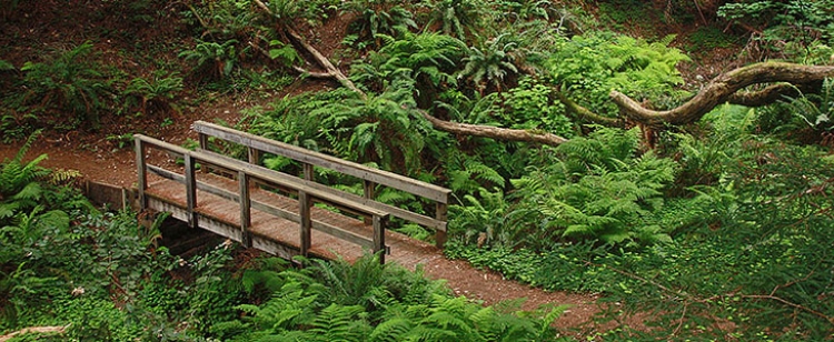 Purisima Creek Redwoods Preserve