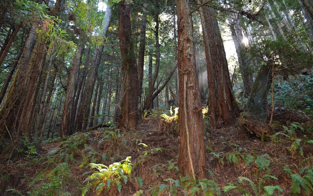 Purisima Creek Redwoods Preserve