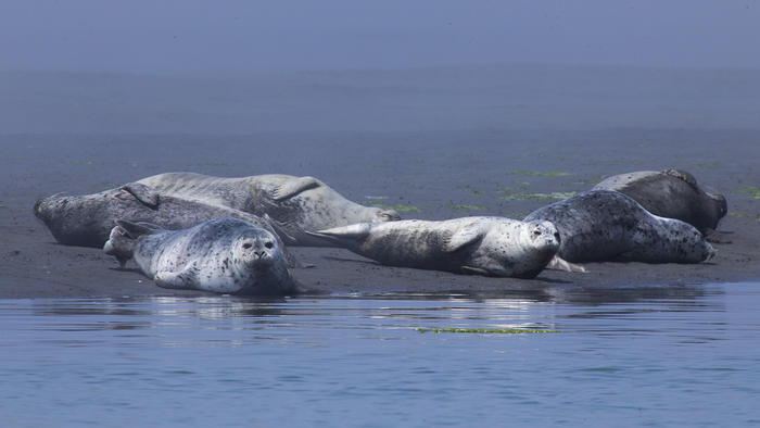 Bolinas Lagoon Seals and Birdwatching