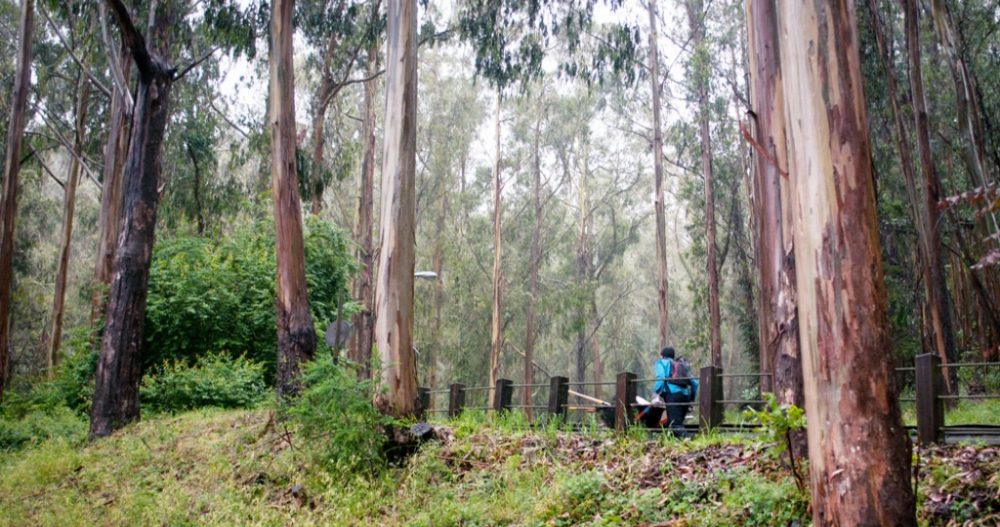 Mount Sutro Open Space Reserve